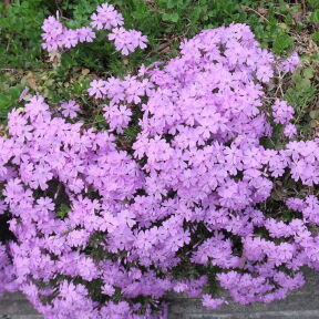 [庭の芝桜]