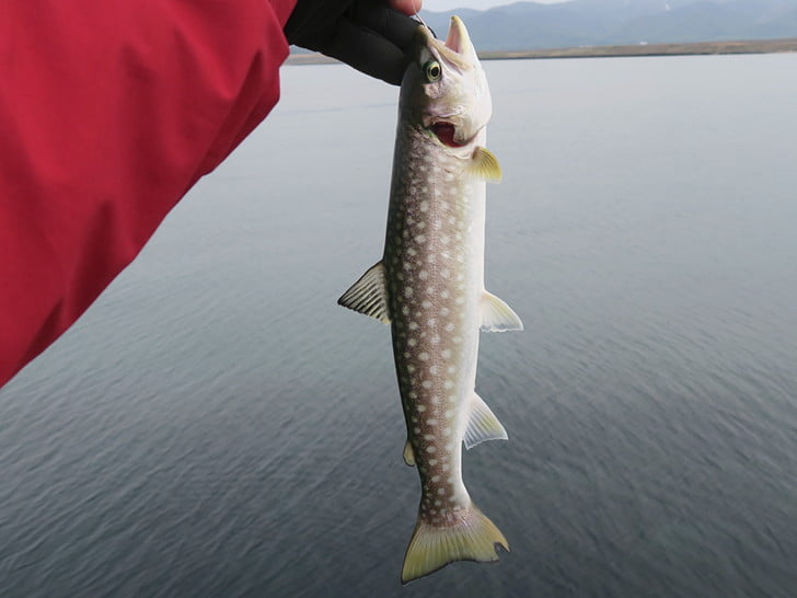 やっとちゃんと釣った!