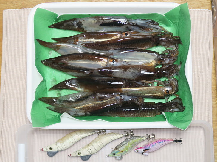 麦イカ13杯キャッチ