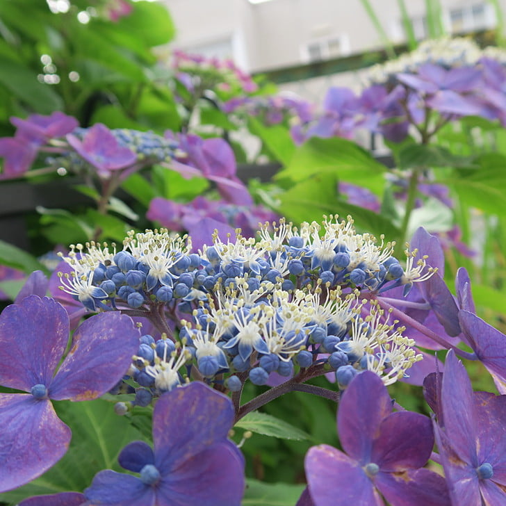 [庭の紫陽花]