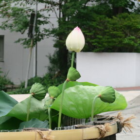 [お寺のハス]