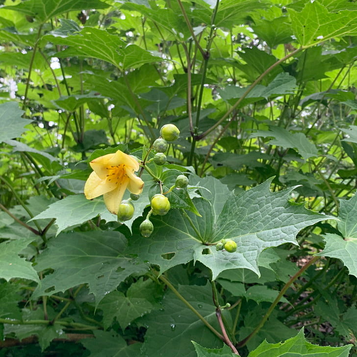 [キレンゲショウマ]
