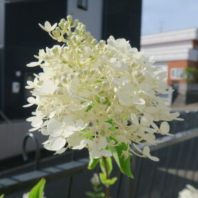 [鉢植えのノリウツギ]
