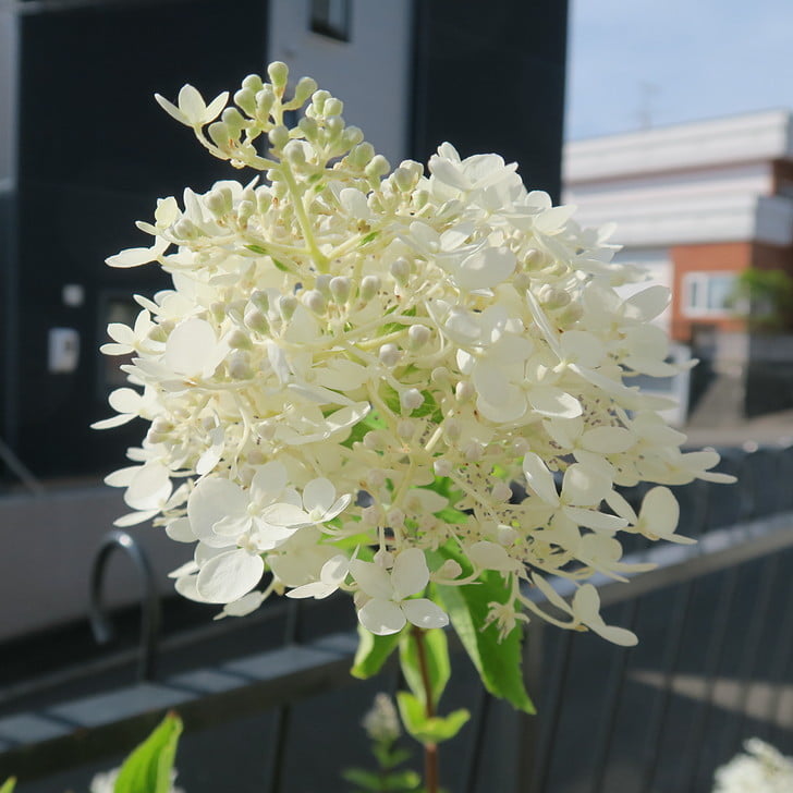 [鉢植えのノリウツギ]
