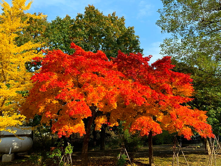 見事な紅葉