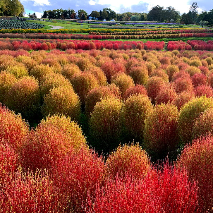 [紅いもこもこ]