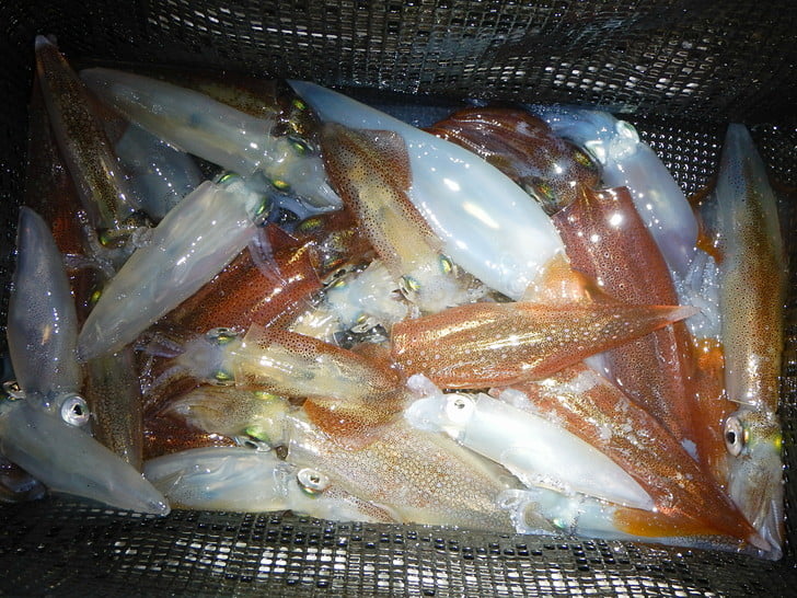 まずまず釣れた