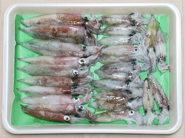 マズメの釣果