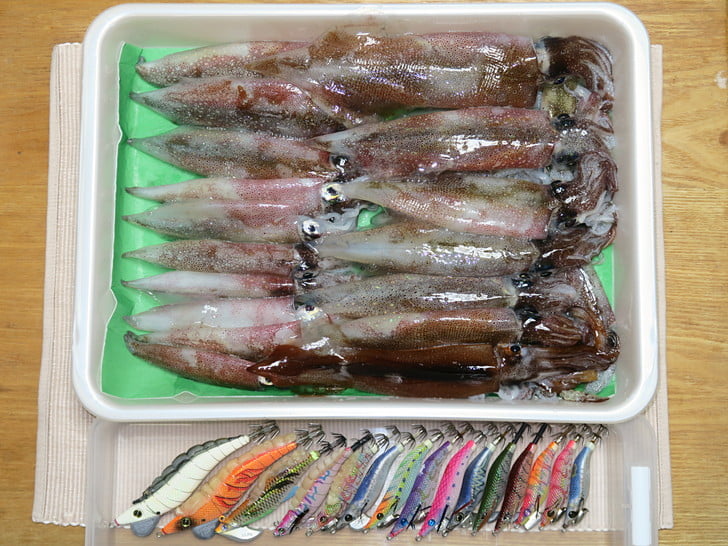 夜の釣果をオン!