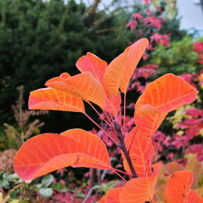 [スモークツリーの紅葉]