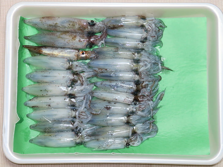 夕マズメの釣果