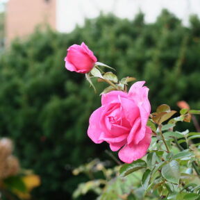 [晩秋の薔薇]