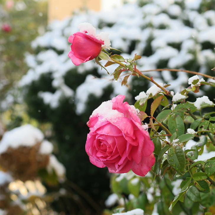 [初雪と薔薇]