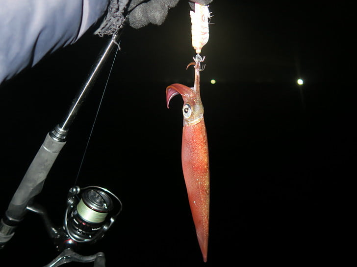 クジラ型のエサ巻きもテスト