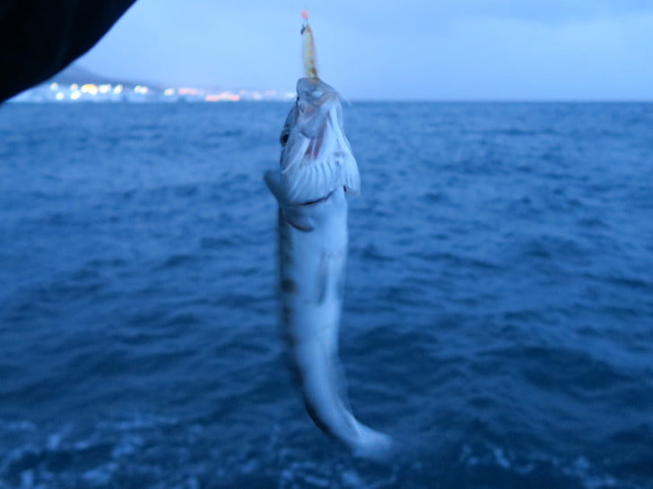 ホッケは釣れる