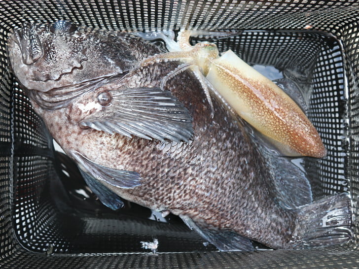 2大怪獣の激闘