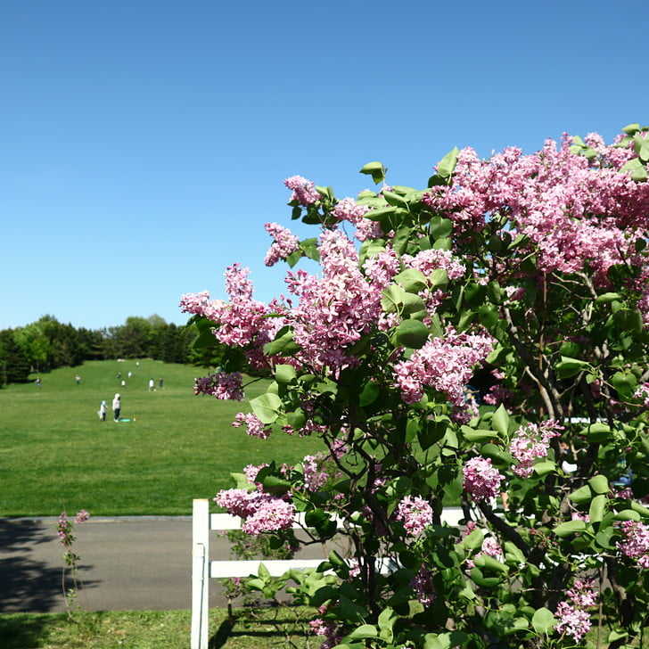 [ライラックの森]