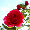 [庭の薔薇]