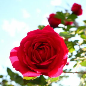 [庭の薔薇]