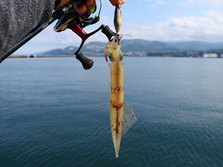 2投目で釣れた!