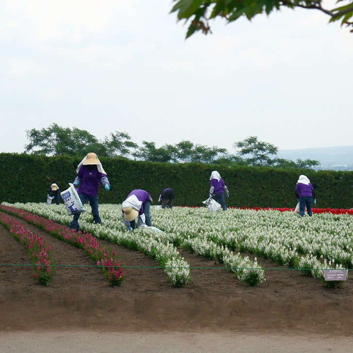 [花がら摘み]
