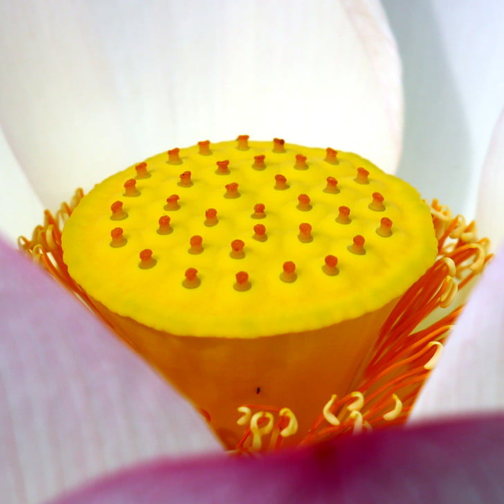 [ハスの花盤]