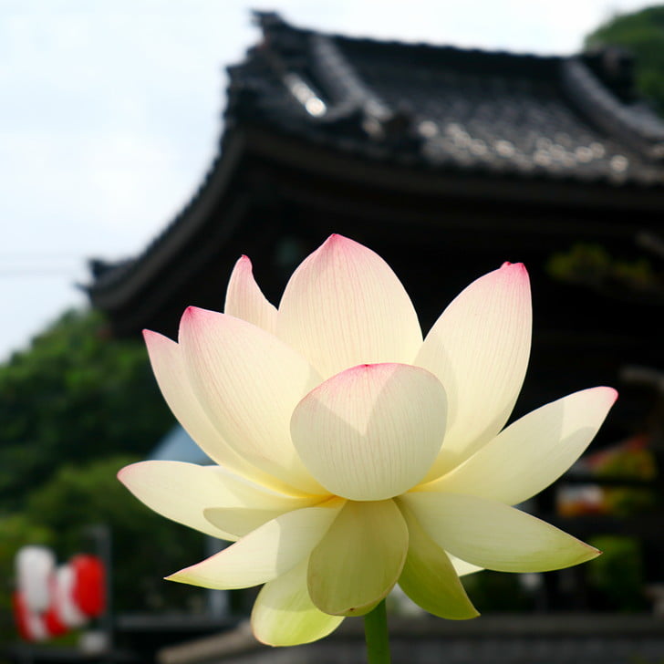 [浄国寺のハス]