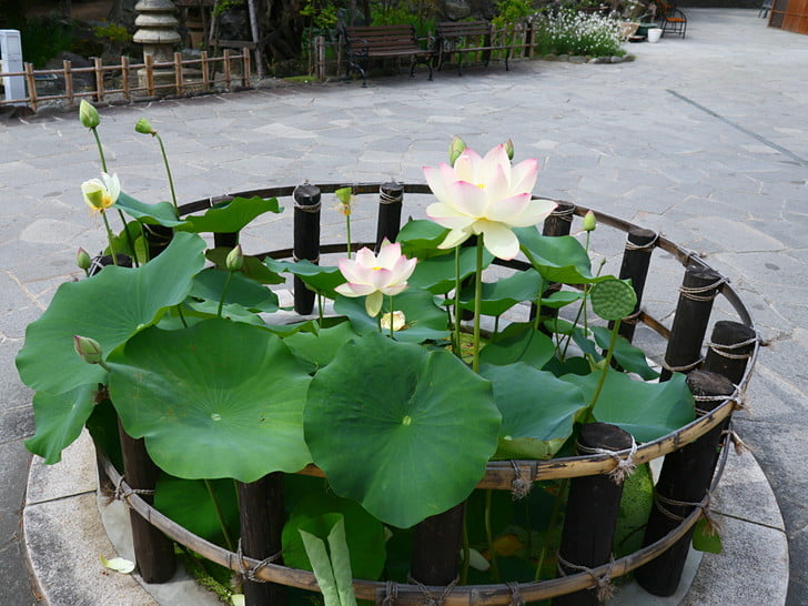 花少なめ