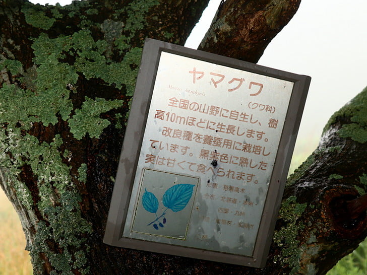 ヤマグワッ！