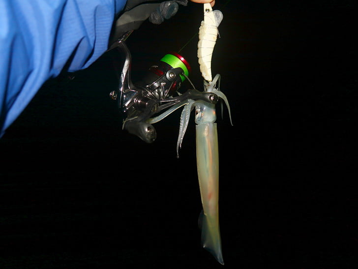白夜光にも来た