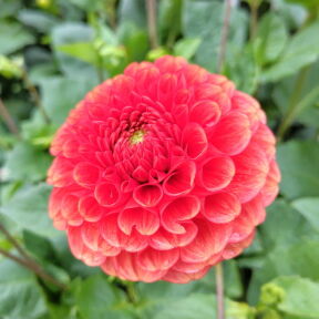 [秋の花ダリア]