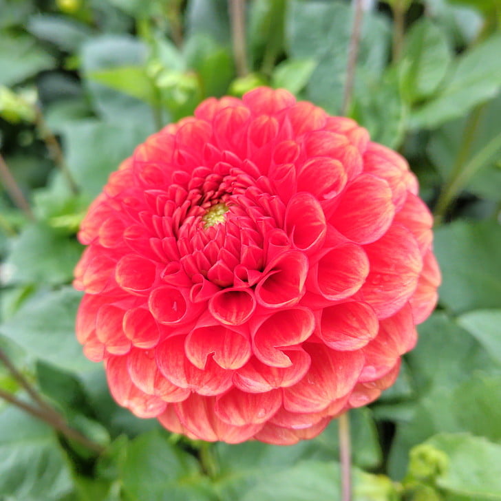 [秋の花ダリア]