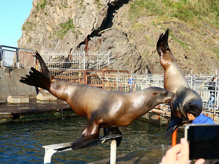 トドショー