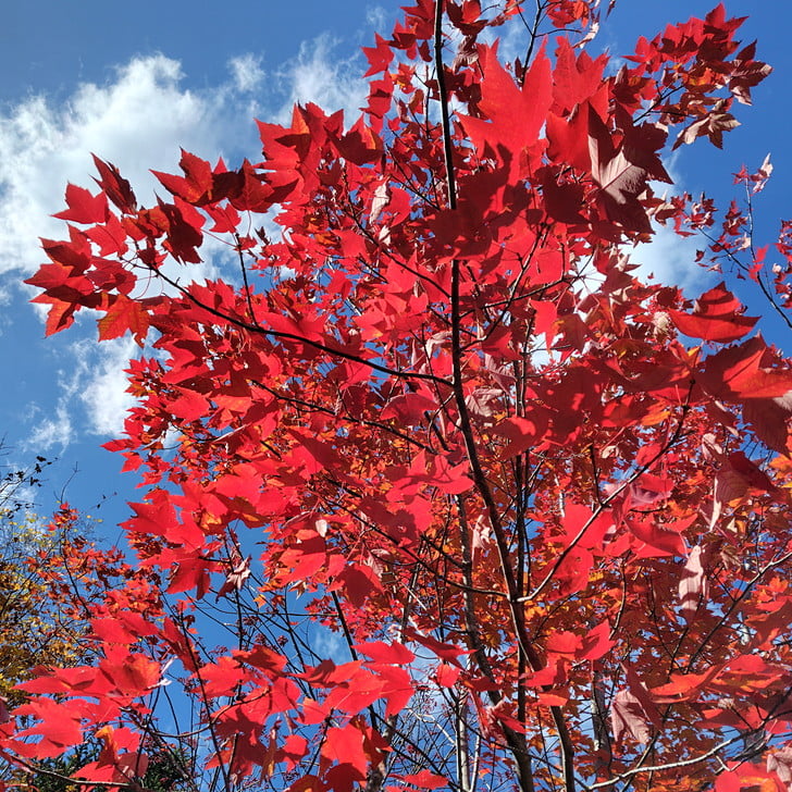 [紅葉]