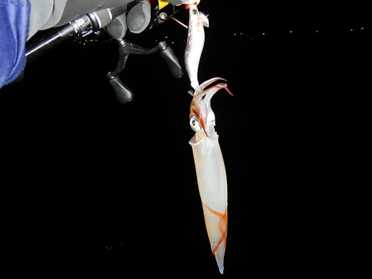 夜ヤリキター