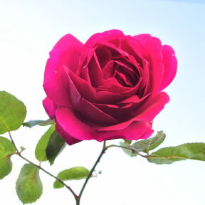 [紅の薔薇]