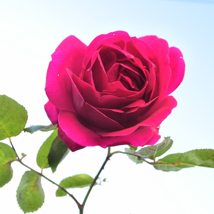 [紅の薔薇]