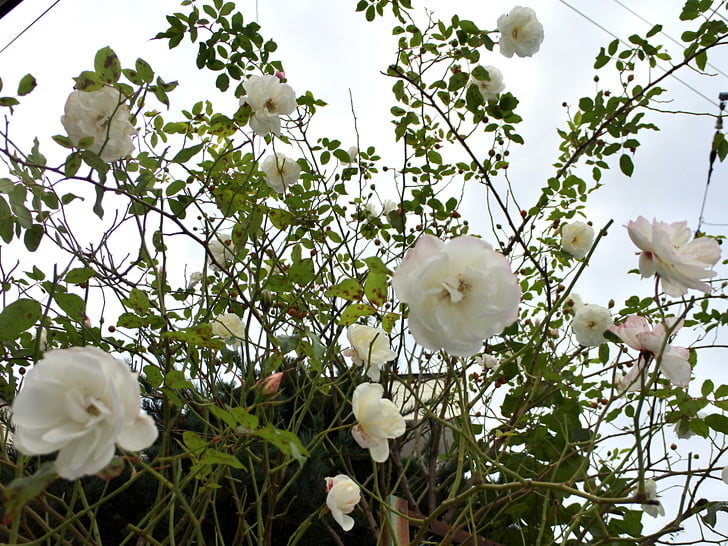 なぜか花だらけ