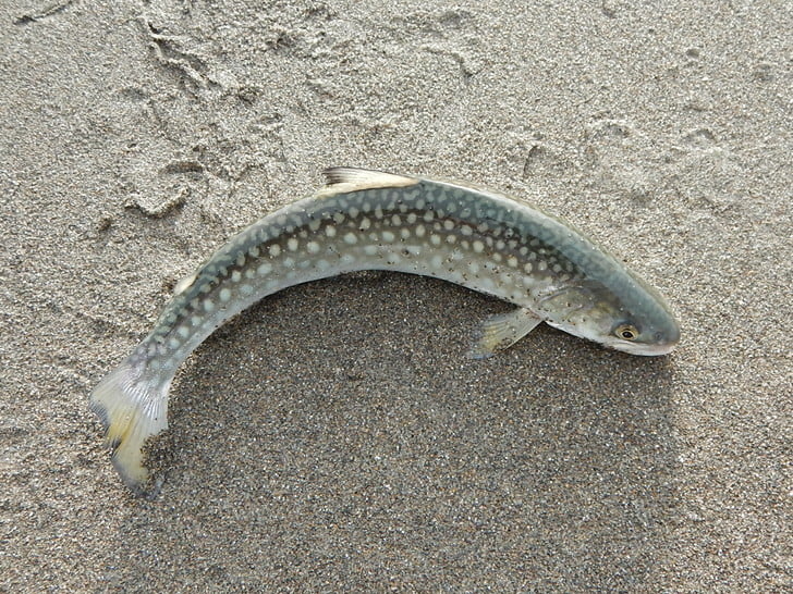 尺岩魚・・