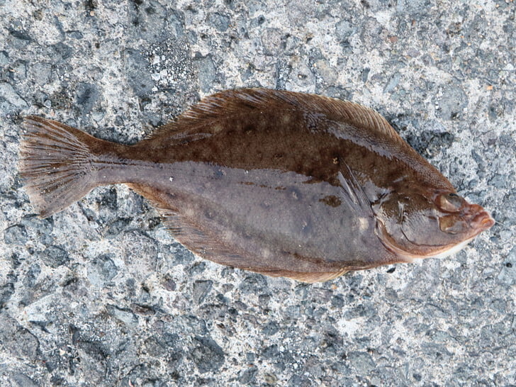 マガレイ