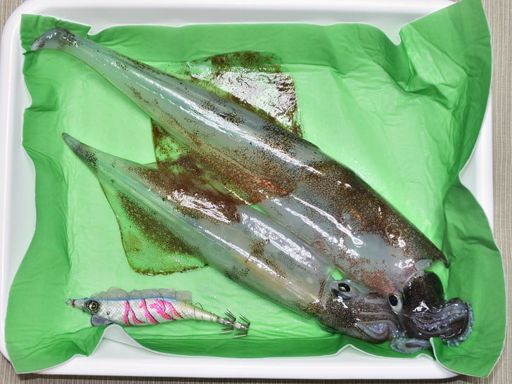 釣れただけでよし！