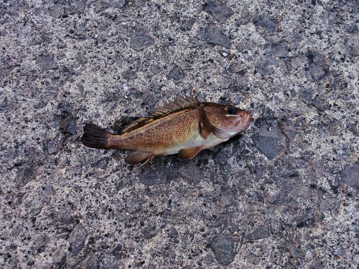 やっぱりチビガヤ