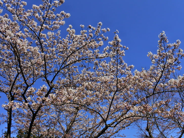 サクラの花見