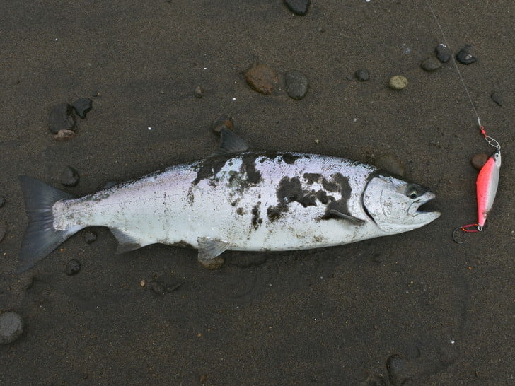 釣れちゃった