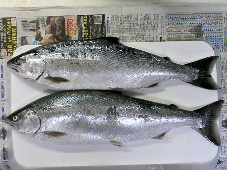 45cmオスと46cmメス