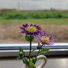 [flower]
