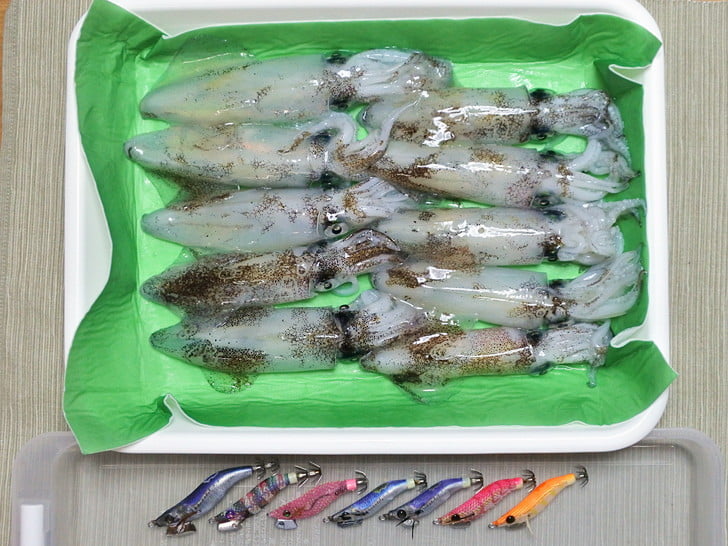 昼マメ10