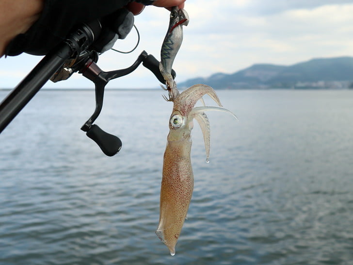 遠投ボトム