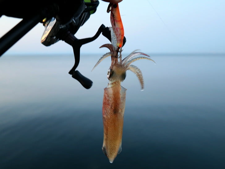 ポツポツ釣れる