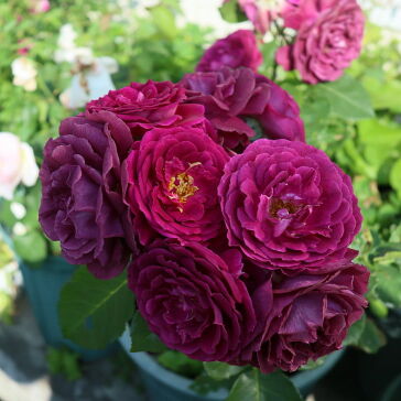 [庭のRose]